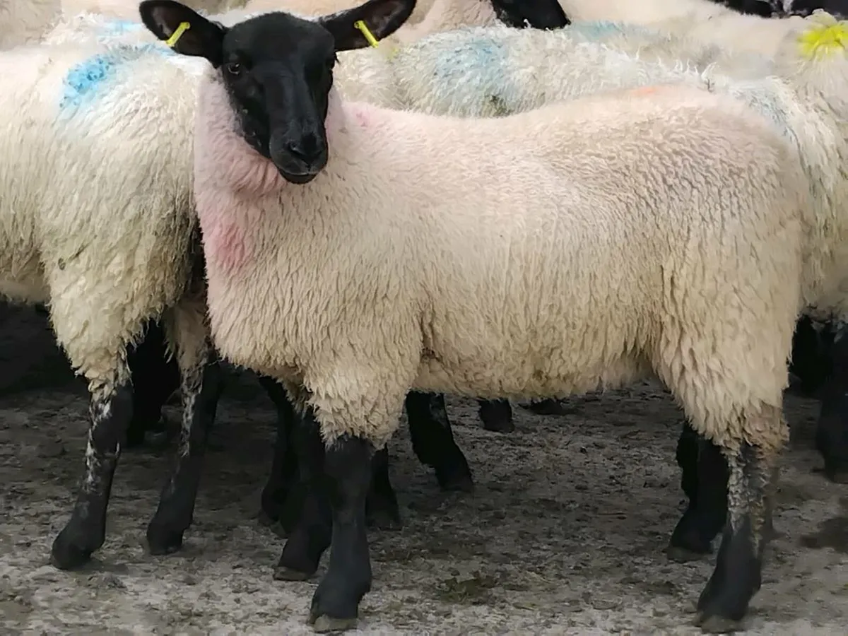 20 Super Suffolk Ewe Lamb's - Image 4