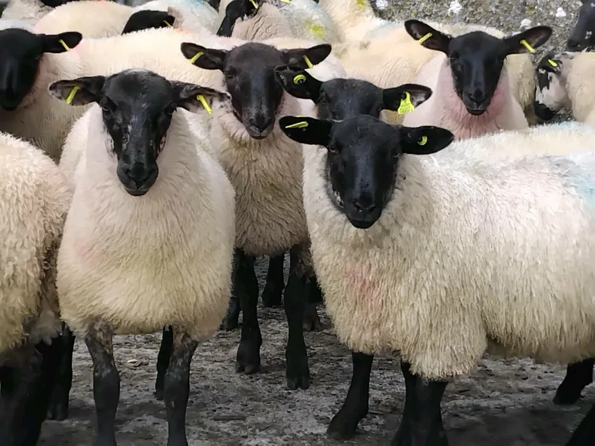 20 Super Suffolk Ewe Lamb's - Image 1