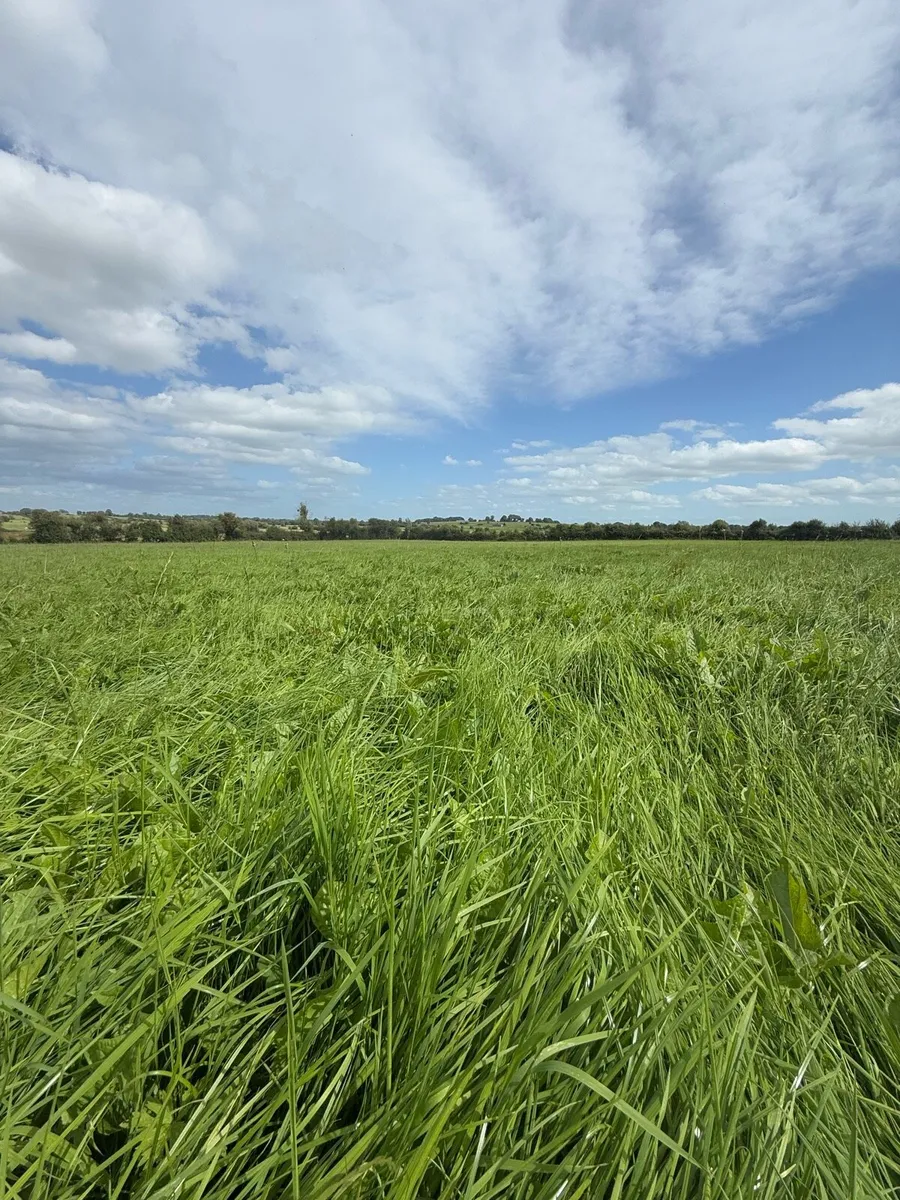 Second Cut Meadow - Image 1