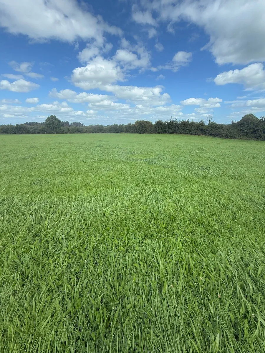 Second Cut Meadow - Image 2