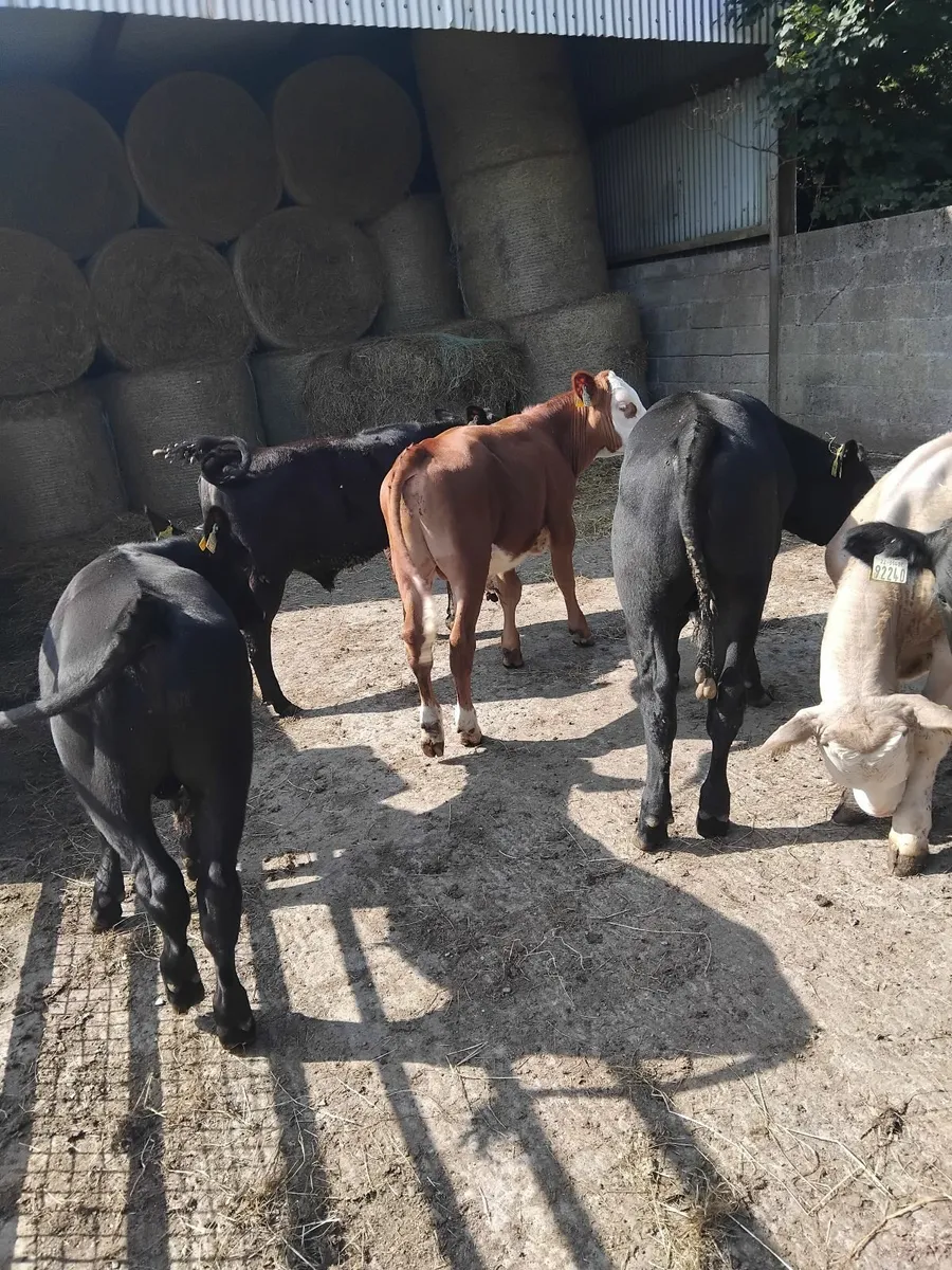 Super weanlings - Image 1
