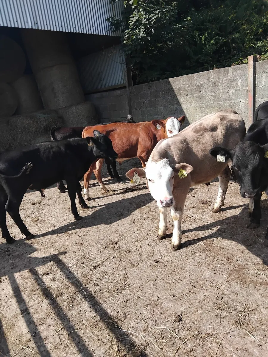 Super weanlings - Image 2