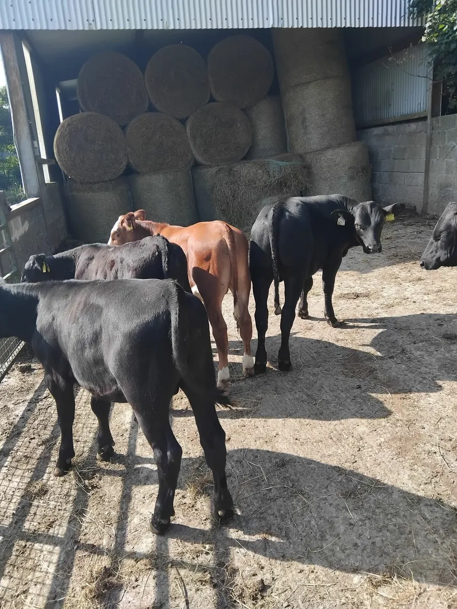 Super weanlings - Image 3