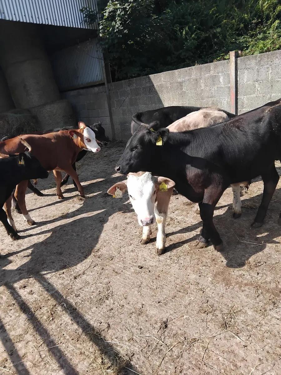 Super weanlings - Image 4