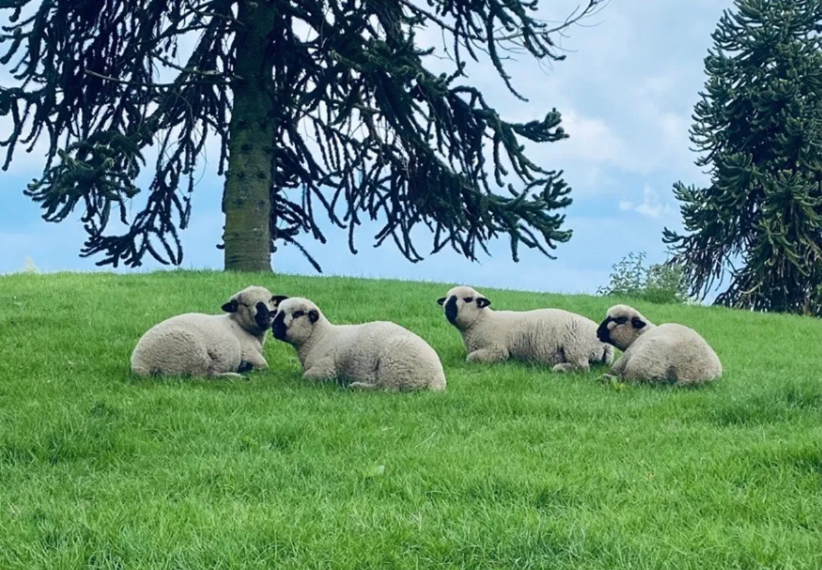 Rams for sale - Image 1