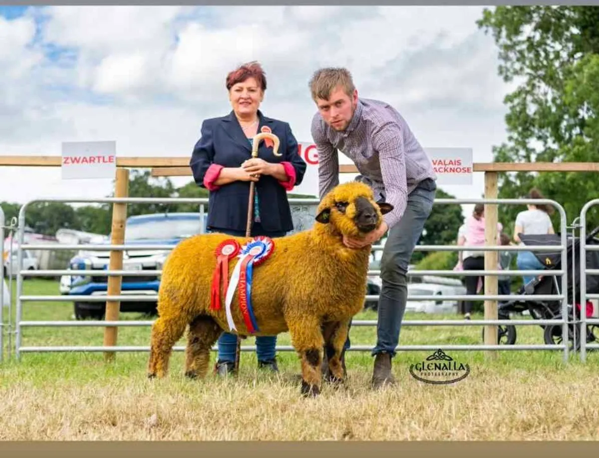 Rams for sale - Image 2