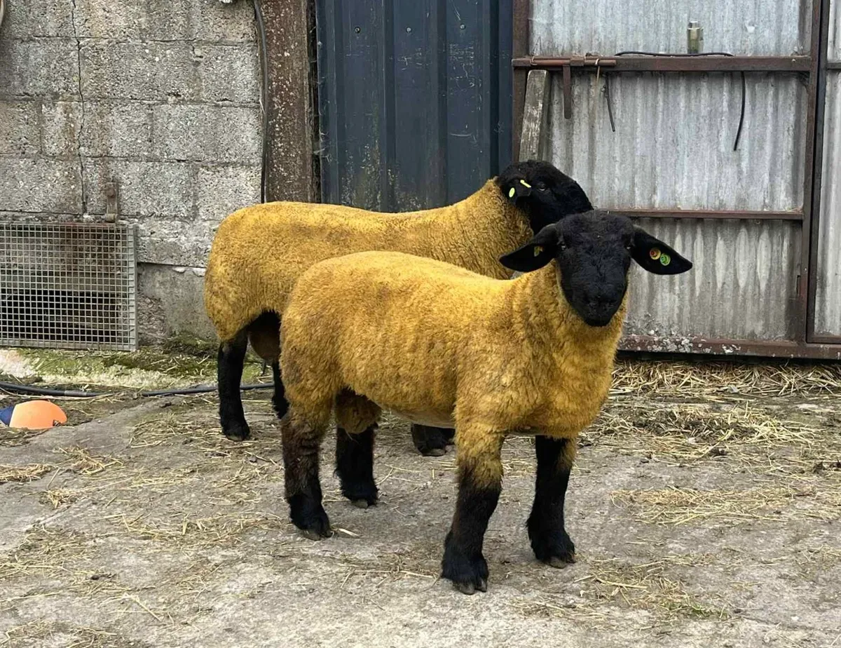 Rams for sale - Image 3