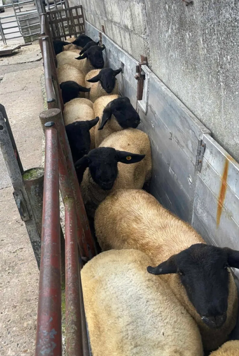 Rams for sale - Image 4