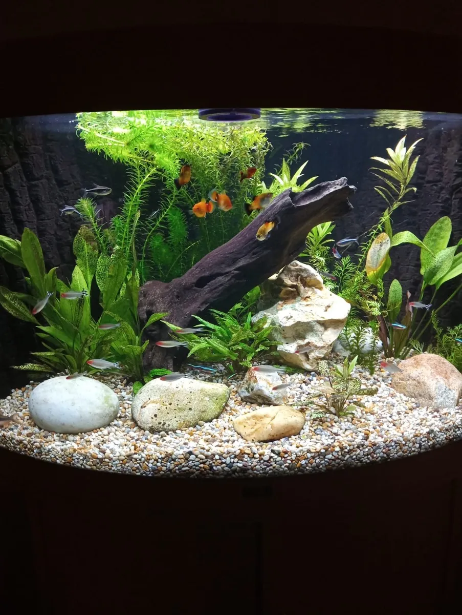 Large Juwel curved class Aquarium - Image 2