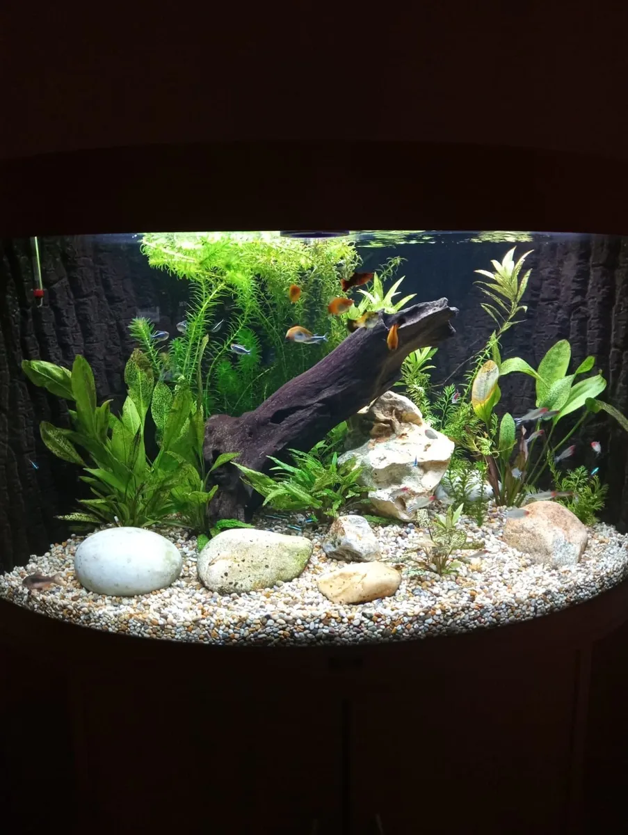 Large Juwel curved class Aquarium - Image 3