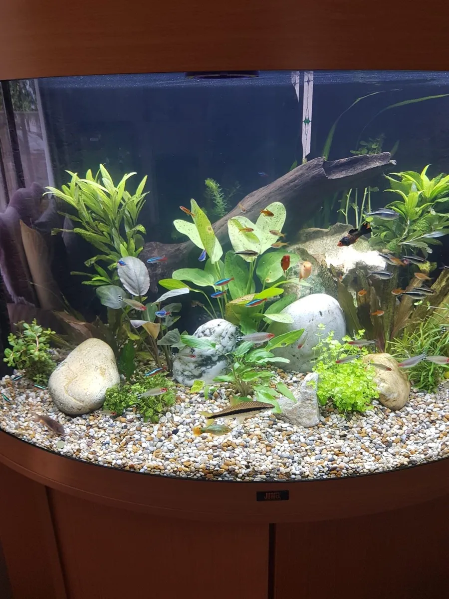 Large Juwel curved class Aquarium - Image 4