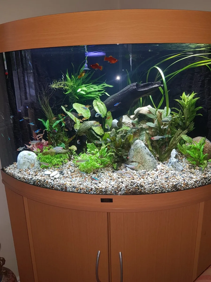 Large Juwel curved class Aquarium - Image 1