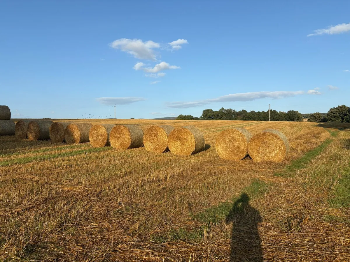Oat straw 80 bales