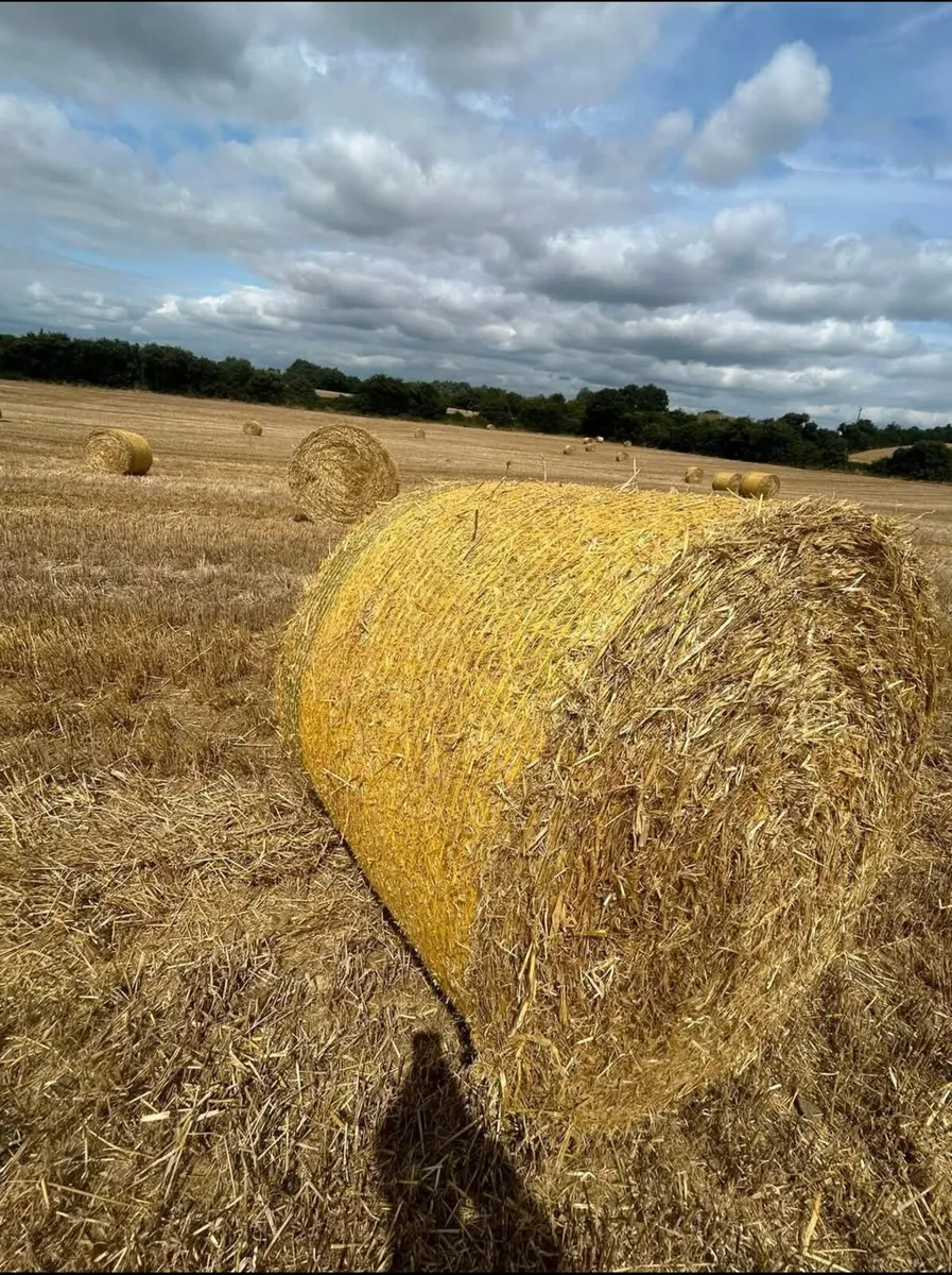 Round Bales Of 2025 Barley Straw - Image 1