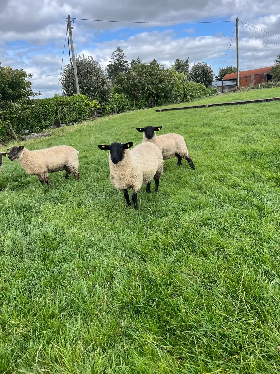 Ewe lambs - Image 1