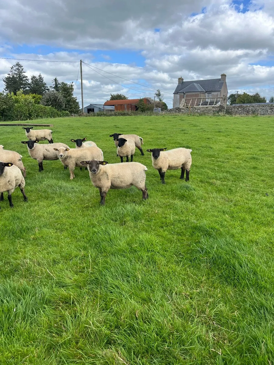 Ewe lambs - Image 2