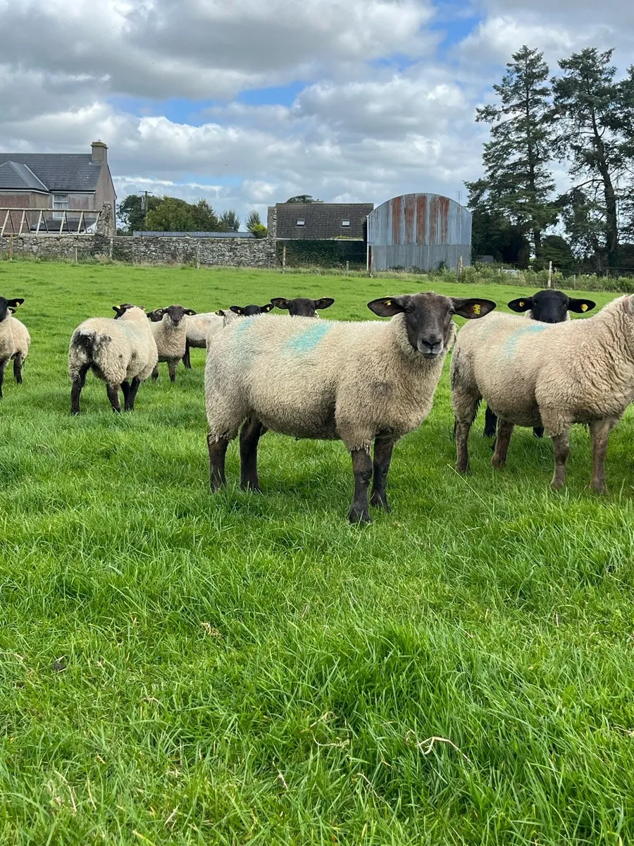 Ewe lambs - Image 3