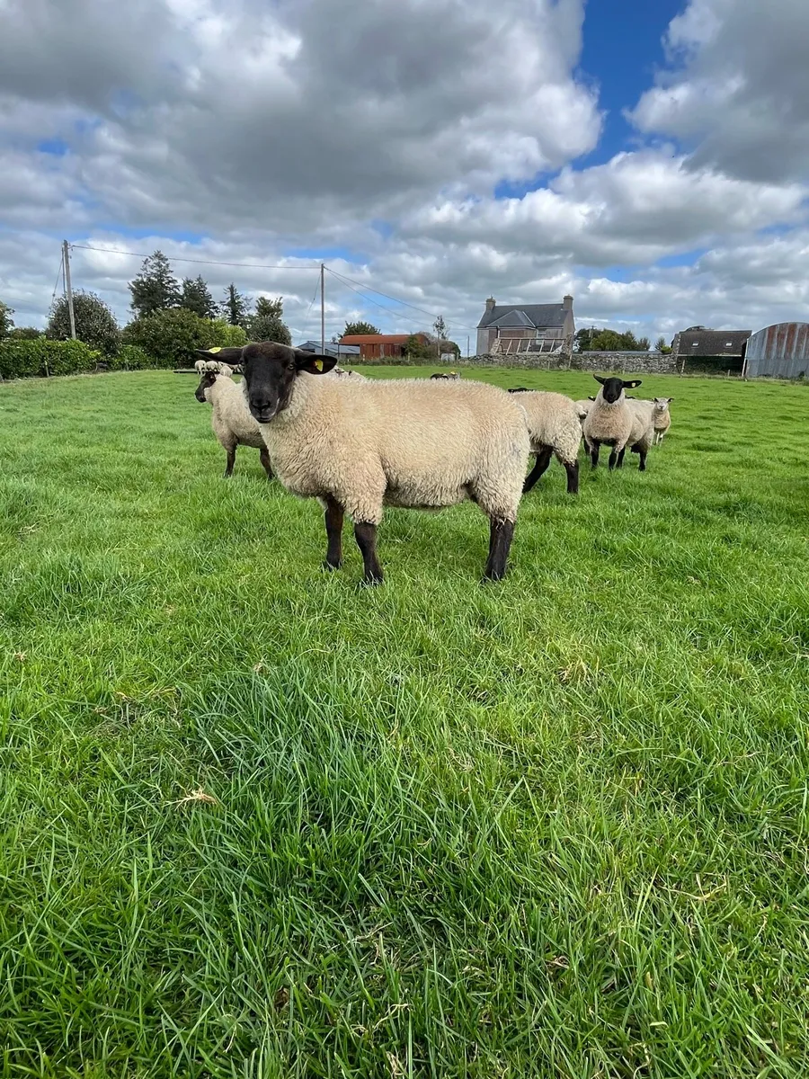 Ewe lambs - Image 4