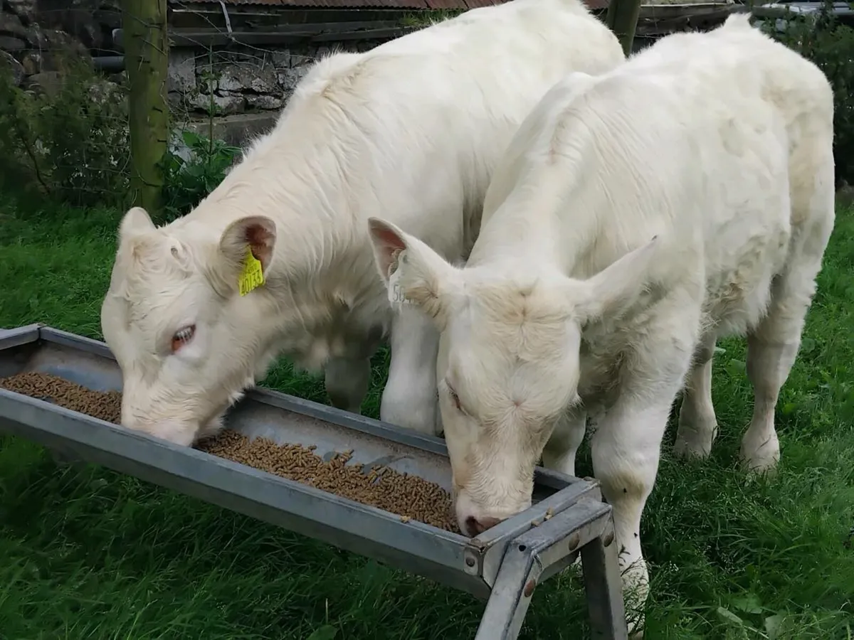 2 Charolais Weanlings - Image 1