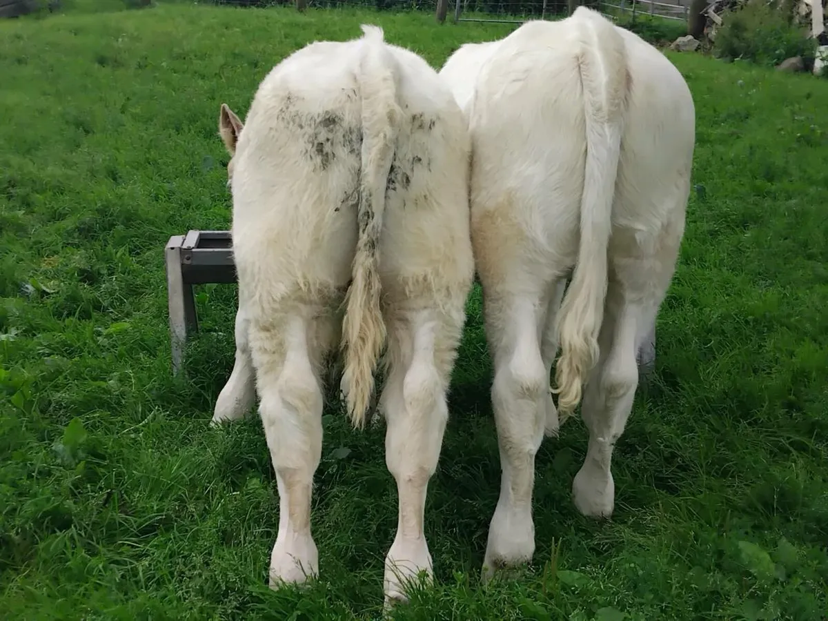 2 Charolais Weanlings - Image 2