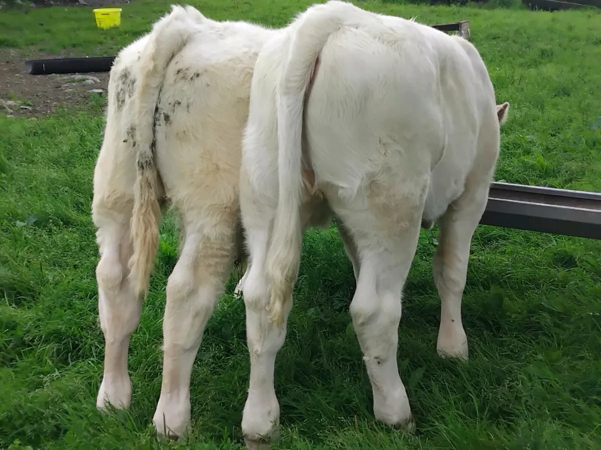 2 Charolais Weanlings - Image 3