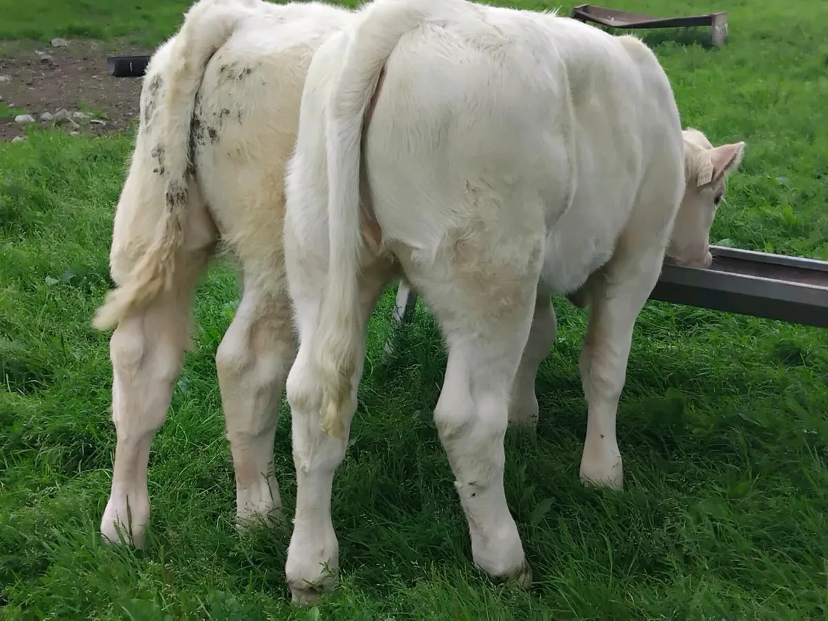 2 Charolais Weanlings - Image 4