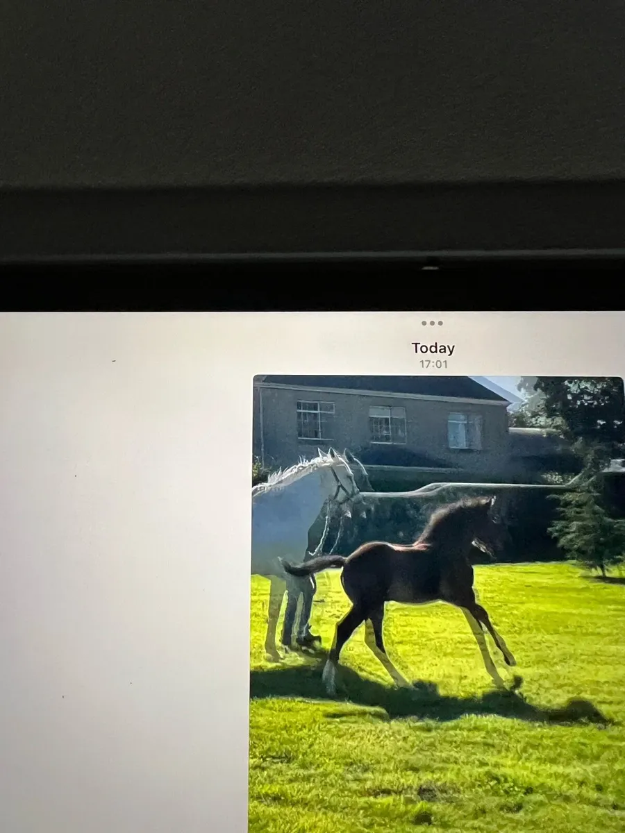 Equine - Image 1