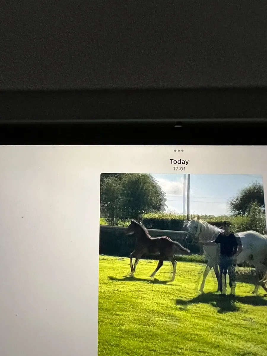 Equine - Image 2
