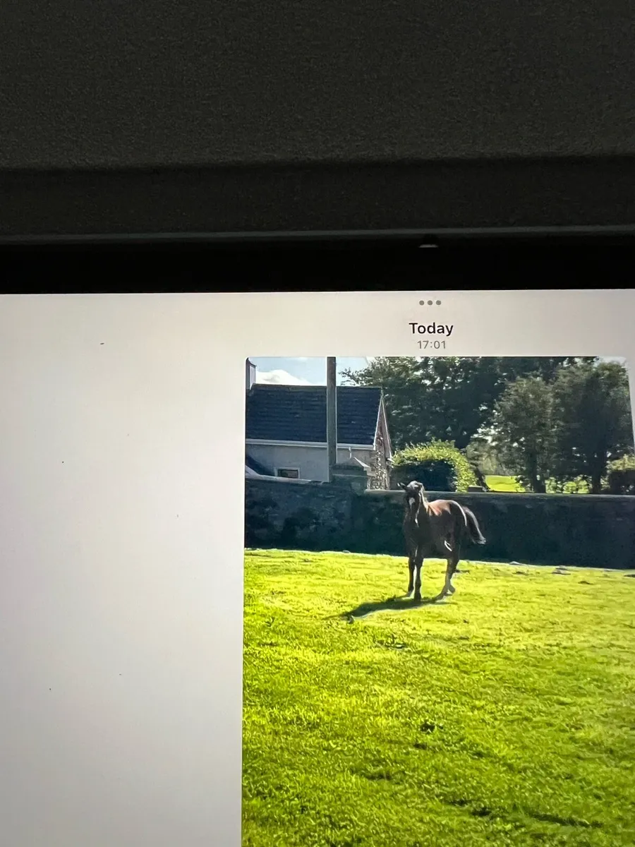 Equine - Image 3