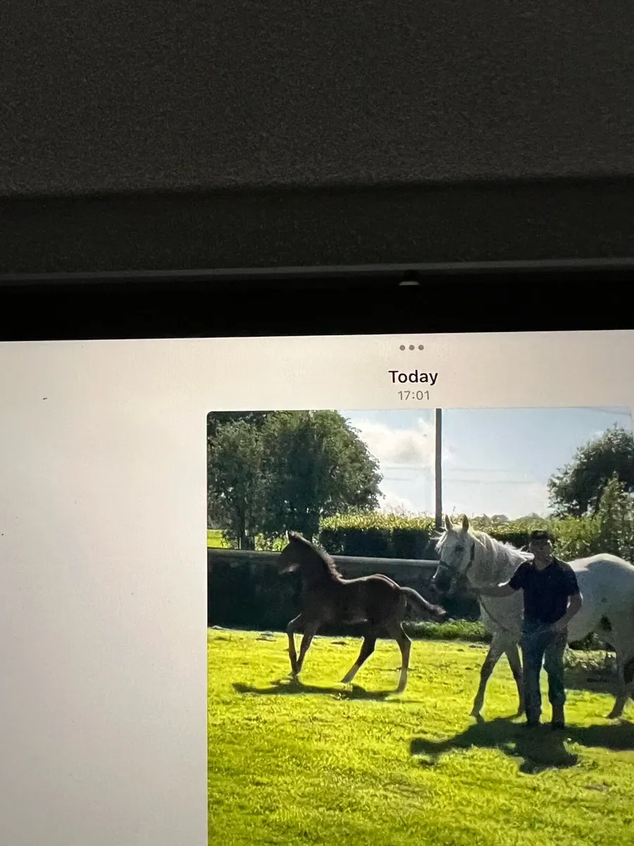 Equine - Image 4