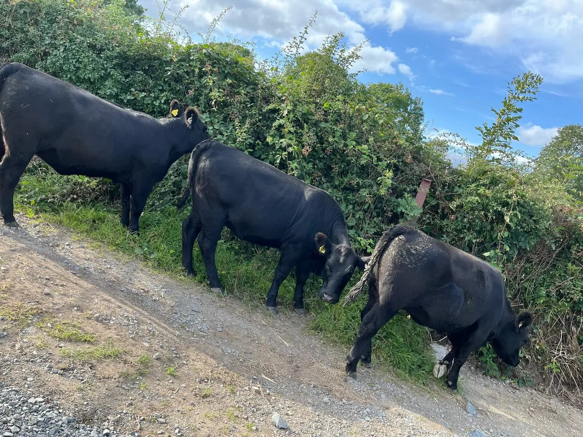 Pedigree Angus heifers - Image 1