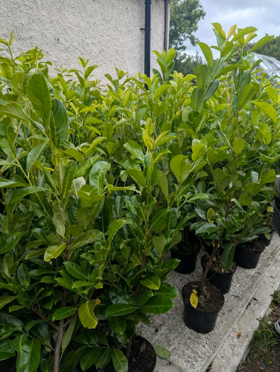 Healthy Laurel hedges For Sale - Image 1