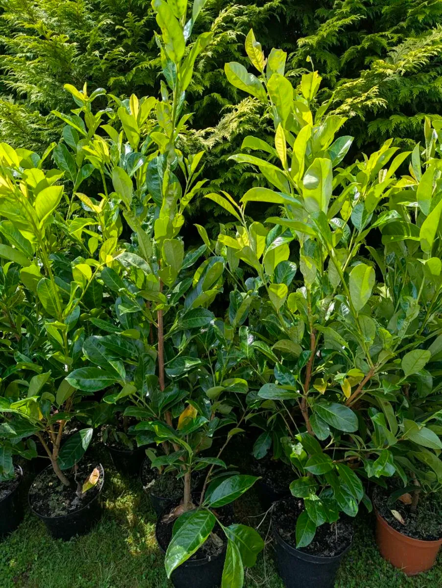 Healthy Laurel hedges For Sale - Image 2