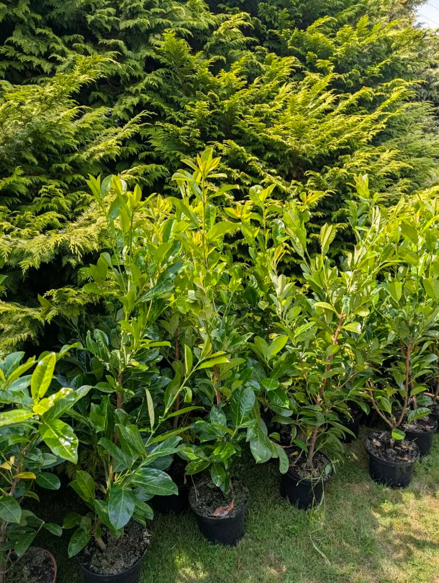 Healthy Laurel hedges For Sale - Image 3