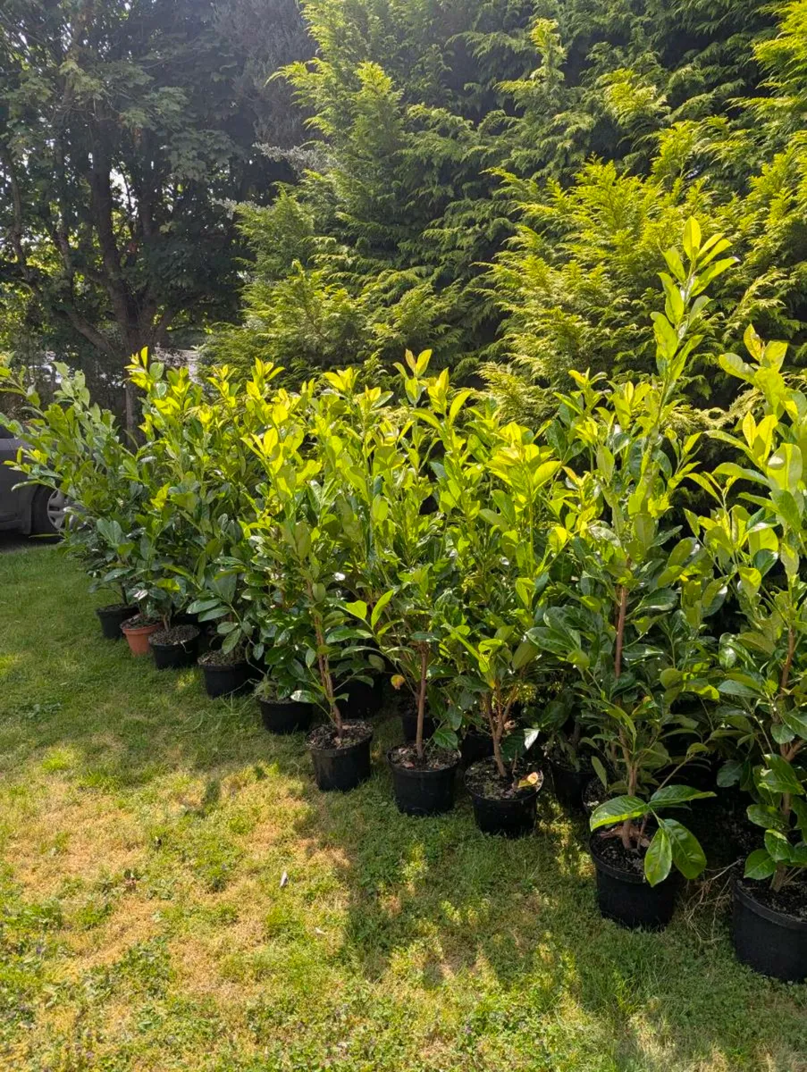 Healthy Laurel hedges For Sale - Image 4