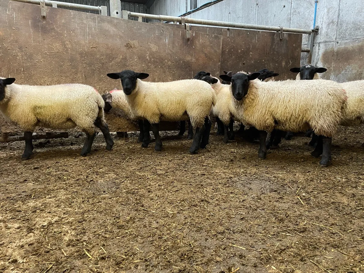Suffolk lambs - Image 1