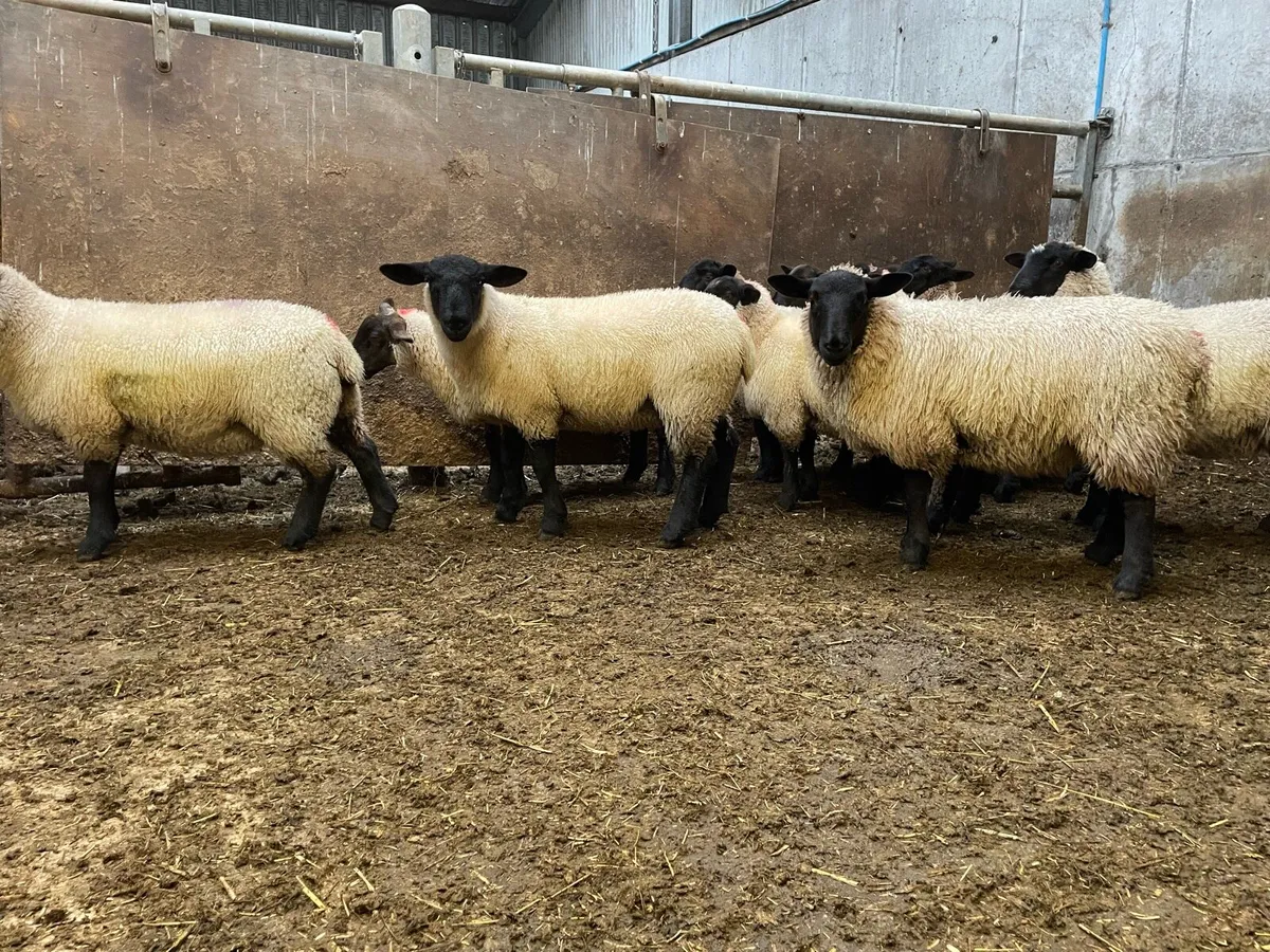 Suffolk lambs - Image 2