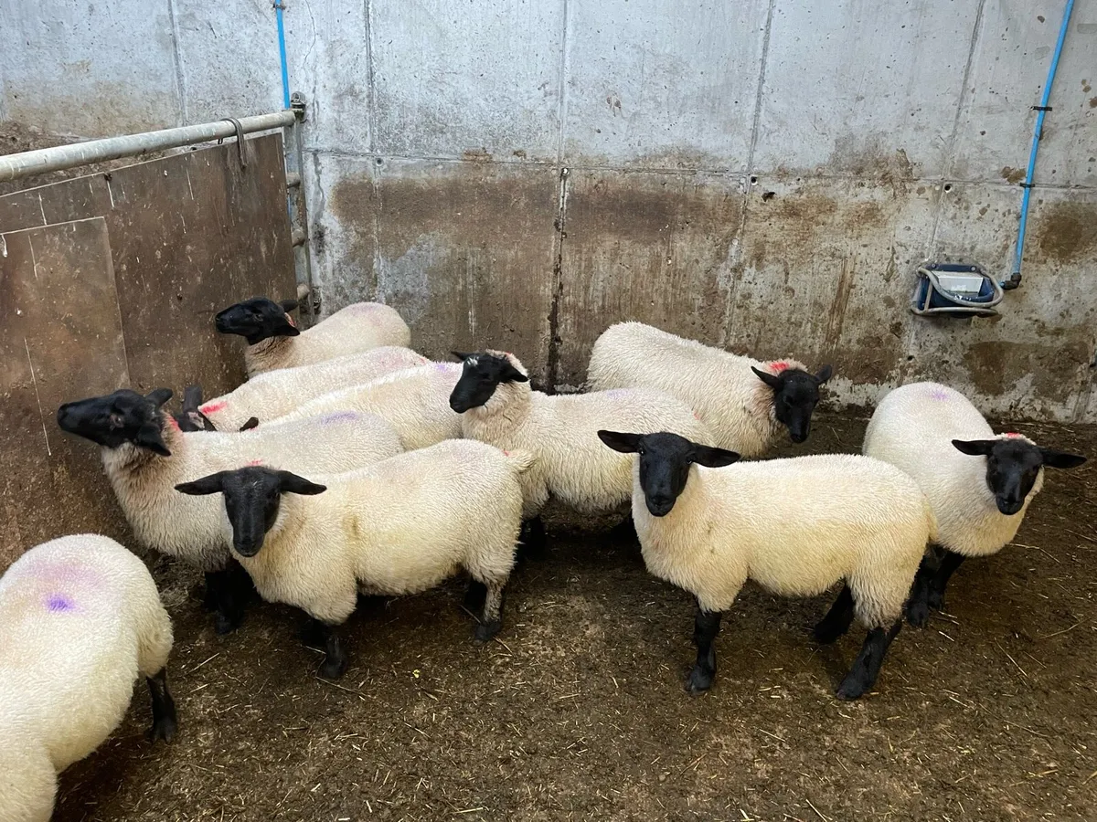 Suffolk lambs - Image 3