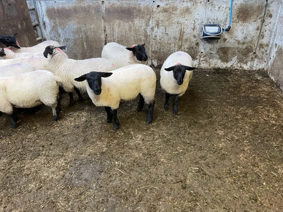 Suffolk lambs - Image 4