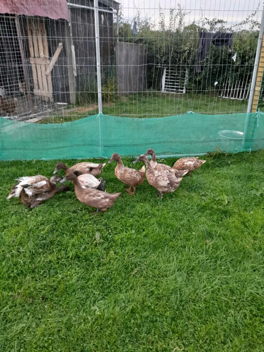 Ducks - Image 1