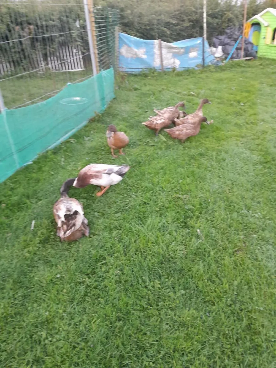 Ducks - Image 2