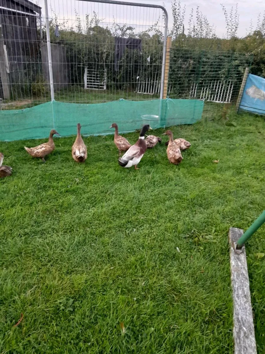 Ducks - Image 3