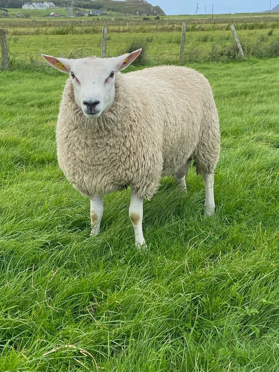 Pure Bred Reg Belclare ram lambs for sale - Image 2