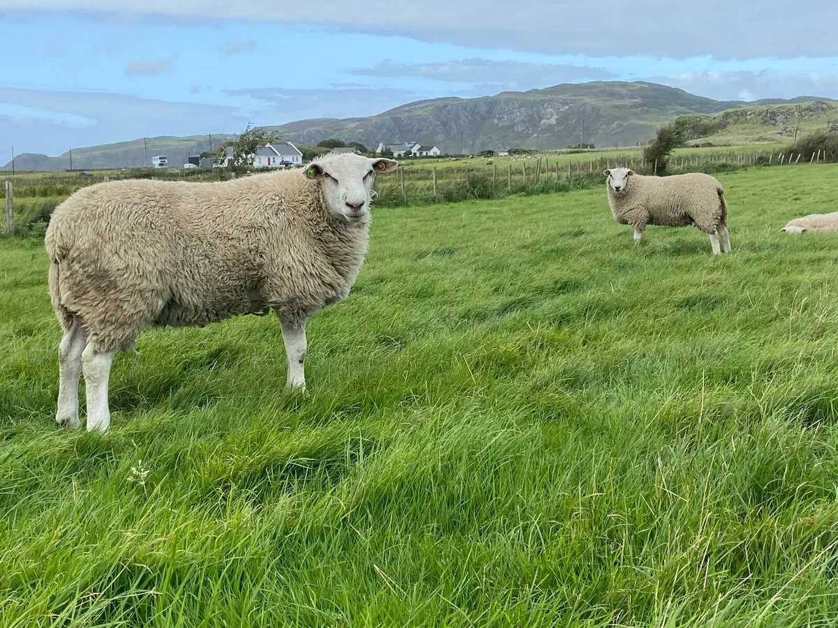 Pure Bred Reg Belclare ram lambs for sale - Image 3