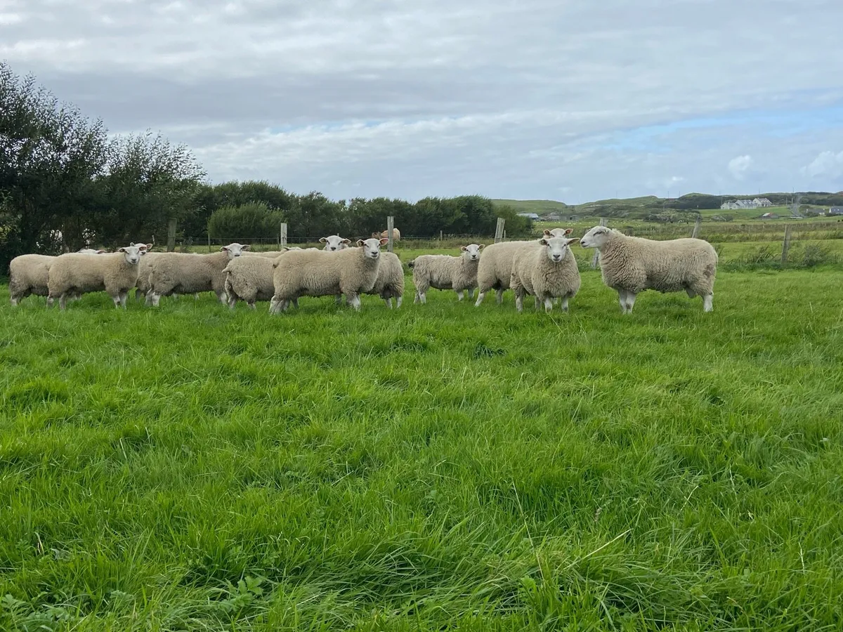 Pure Bred Reg Belclare ram lambs for sale - Image 4