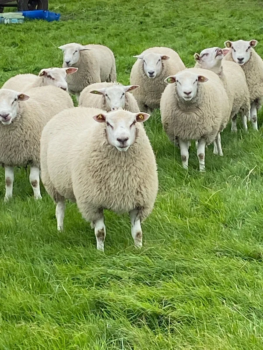 Pure Bred Reg Belclare ram lambs for sale - Image 1
