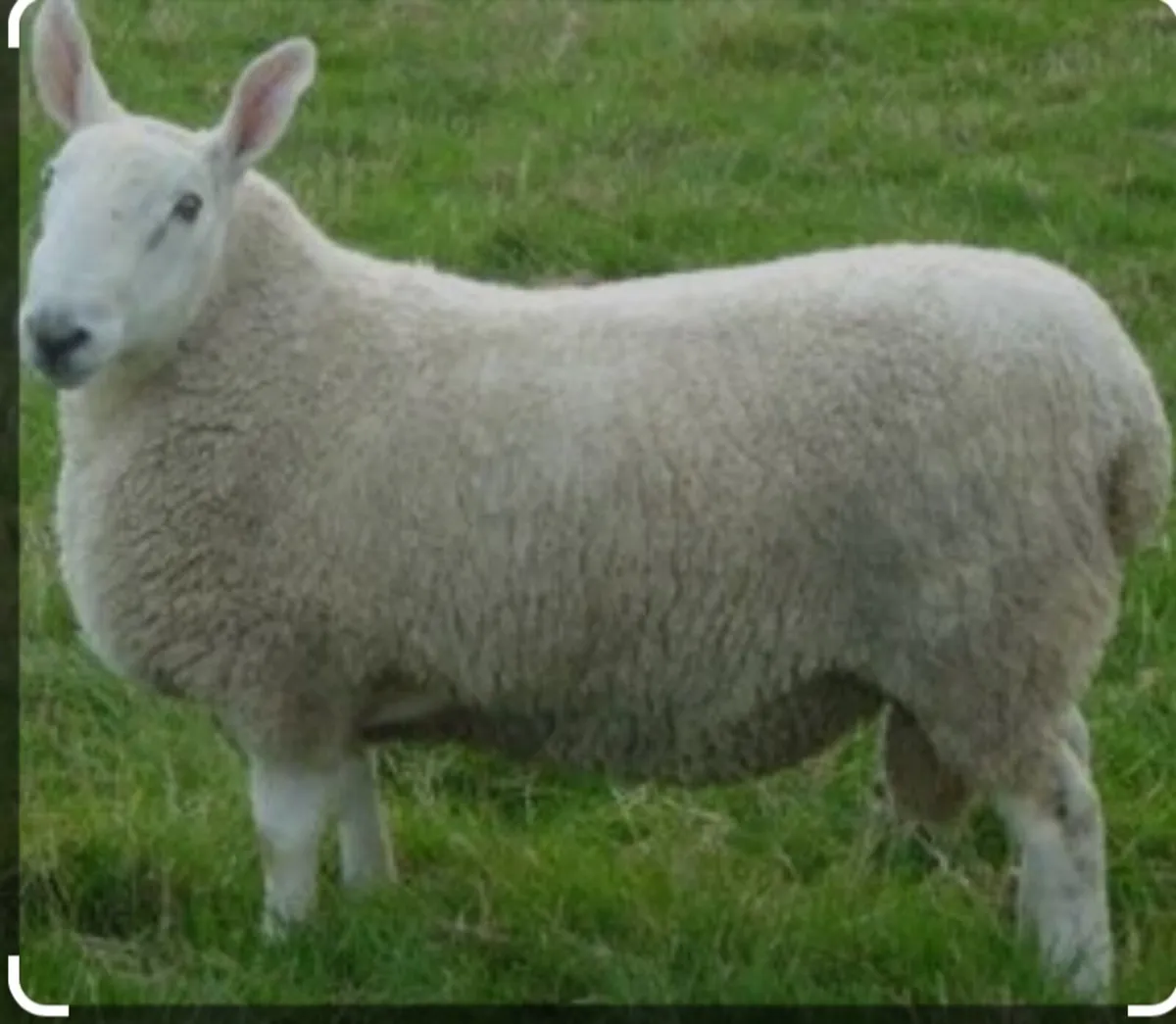 Macroom Multibreed  Ram Sale - Image 4