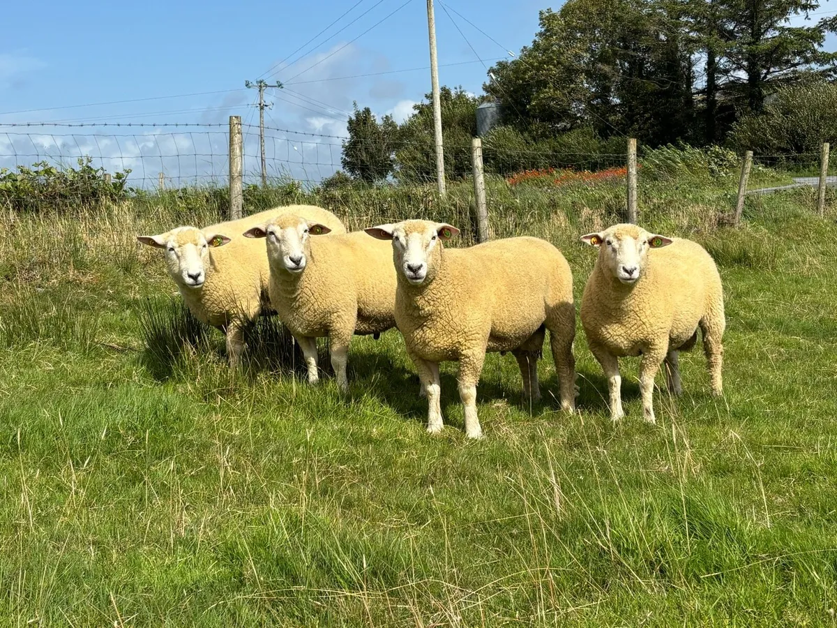 Galway Hogget Rams - Image 1