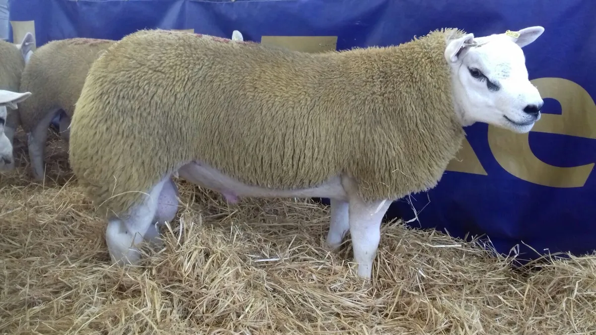 Macroom Multibreed  Ram Sale - Image 2