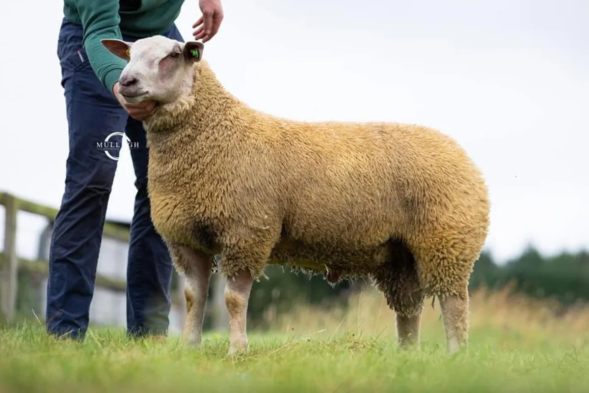 Macroom Multibreed  Ram Sale - Image 3
